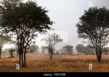 Brume sur la savane dans le Parc National de Gorongosa Banque D'Images