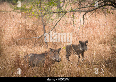 Les phacochères dans la savane du Parc National de Gorongosa Banque D'Images