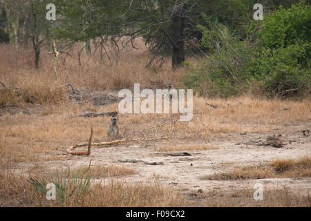 Les babouins dans la savane du Parc National de Gorongosa Banque D'Images