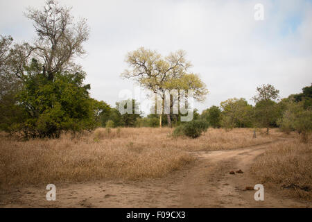 Dans la savane du Parc National Gorongosa Banque D'Images