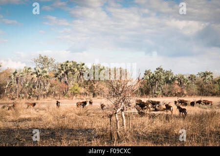 Grand groupe De waterbuck dans la savane du Parc National de Gorongosa Banque D'Images