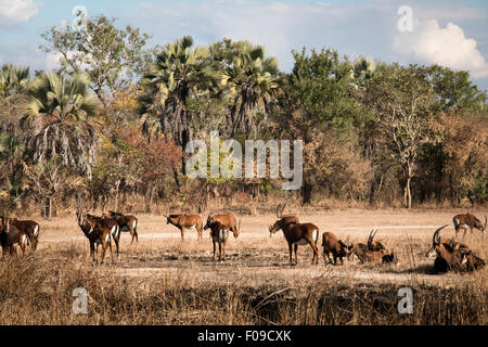 Grand groupe De waterbuck dans la savane du Parc National de Gorongosa Banque D'Images