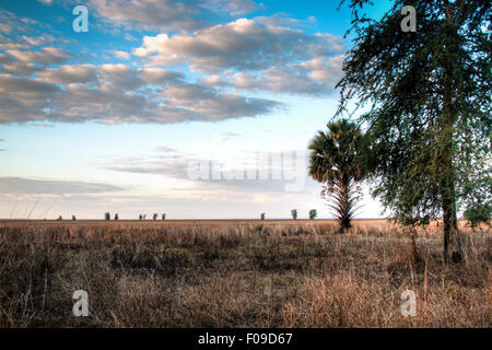 Dans la savane du Parc National Gorongosa Banque D'Images