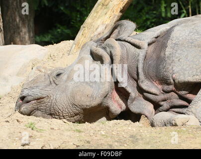 À une corne de rhinocéros indien (Rhinoceros unicornis), gros plan de la tête alors qu'elle repose Banque D'Images