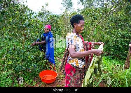 Coopératives de café au Rwanda Banque D'Images