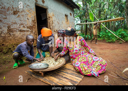Les cerises de café de Gros plan sur les arbres au Rwanda Banque D'Images