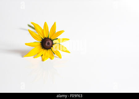 Rudbeckia hirta. Échinacée pourpre. Seule fleur tige sur un fond blanc. Banque D'Images