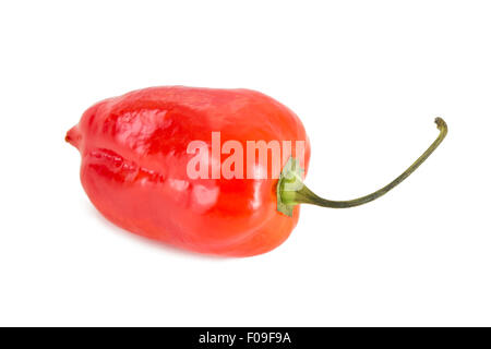 Close-up d'un ensemble rouge piment Habanero mûrs avec une ombre, isolé sur fond blanc. Banque D'Images