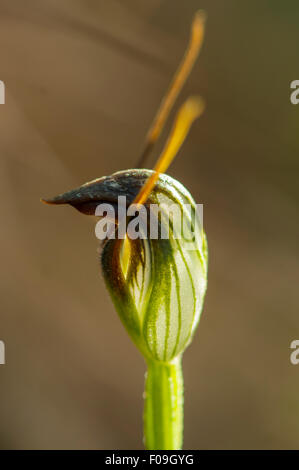 Pterostylis walkeri, orchidée, Maroonhood Baluk William Réserver, South Belgrave, Victoria, Australie Banque D'Images