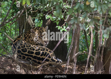 Jaguar se reposant à l'ombre sur la rive du fleuve, Rio Cuiaba, Pantanal, Brésil Banque D'Images