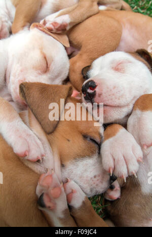Pile de couchage 6 week old American Bull Terrier chiots. Banque D'Images