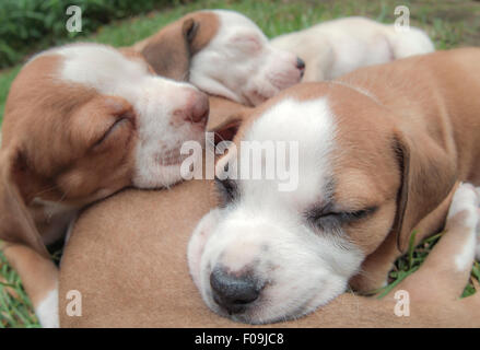 Pile de couchage 6 week old American Bull Terrier chiots. Banque D'Images