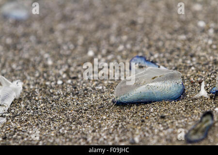 Par le vent marin, velella velella, échoué sur une plage en Californie Banque D'Images