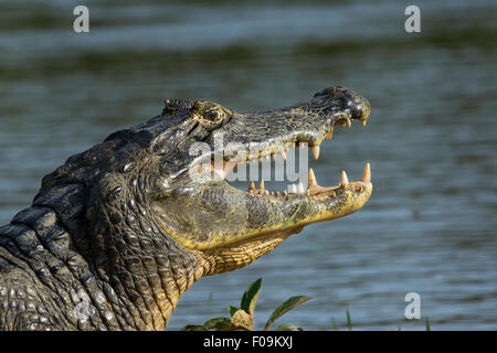 Consultez le profil, caiman sur Rio Cuiaba, Pantanal, Brésil Banque D'Images