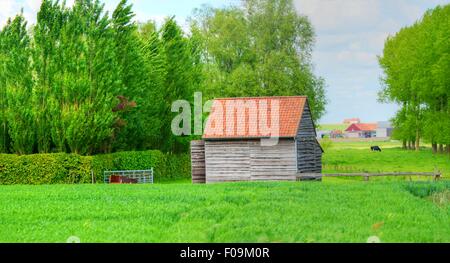 Cabane au milieu pf un pâturage champ dans la campagne de Belgique Banque D'Images