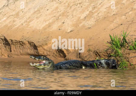 Caiman à côté d'un grand banc de sable, Rio Cuiaba, Pantanal, Brésil Banque D'Images