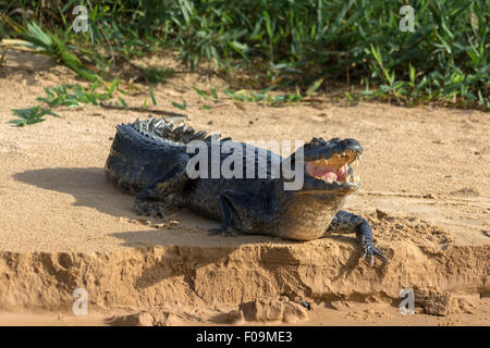 Caiman remonter la rivière à partir d'un banc de sable, Rio Cuiaba, Pantanal, Brésil Banque D'Images