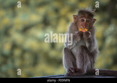 Homme singe macaque bonnet de manger des bonbons en plastique Banque D'Images