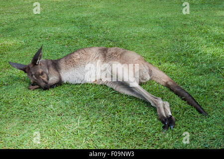 Kangourou mignon dormir sur une herbe dans un parc Banque D'Images