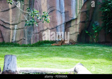 Tiger à l'ombre par une chaude journée ensoleillée dans un zoo Banque D'Images