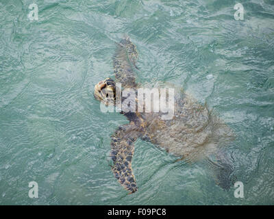 Un sauvage Hawaiian tortue de mer verte (Chelonia mydas) vient de l'air dans Kailua à Kailua-Kona, Big Island, Hawaï (Hawaii). Banque D'Images