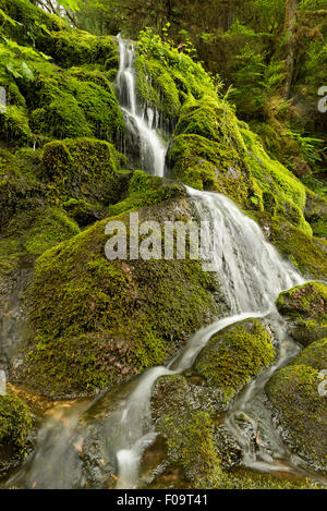Petite cascade déverse un visage moussu, forêt nationale de Willamette, Oregon. Banque D'Images