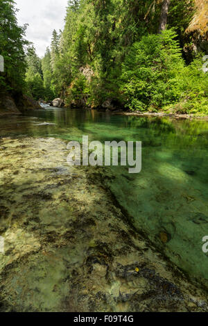 Salmon Creek circulant sur les corniches du substratum rocheux, de l'Oregon. Banque D'Images