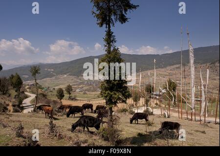 Cattles grazing in Ura valley, le Bhoutan Banque D'Images