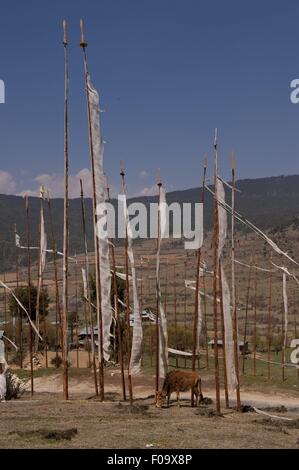 Cattles grazing in Ura valley, le Bhoutan Banque D'Images