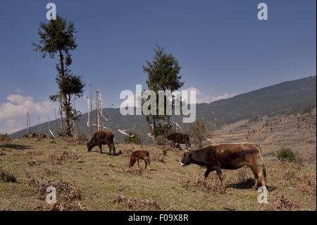 Cattles grazing in Ura valley, le Bhoutan Banque D'Images