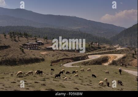 Cattles grazing in Ura valley, le Bhoutan Banque D'Images