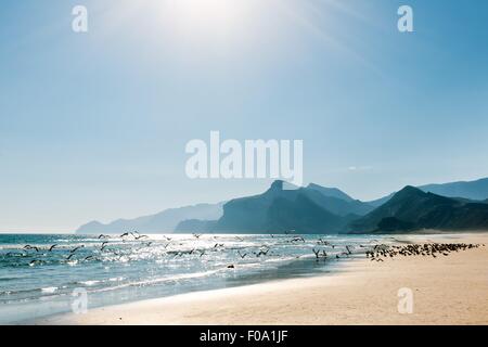 Vue sur la mer d'Oman beach avec des montagnes, des oiseaux et un soleil éclatant Banque D'Images