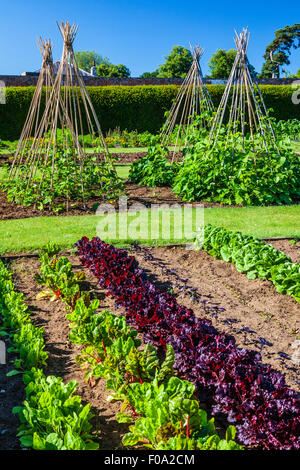 Le potager dans les jardins clos de Bowood House dans le Wiltshire. Banque D'Images