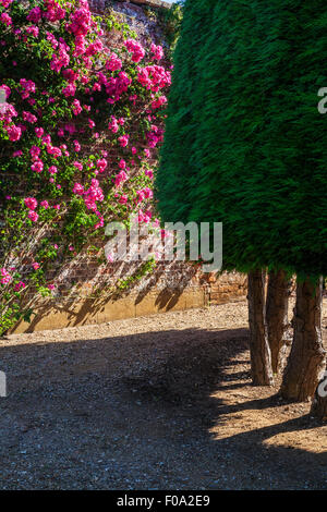 Rosiers grimpants et les conifères dans les jardins clos à Bowood House dans le Wiltshire. Banque D'Images