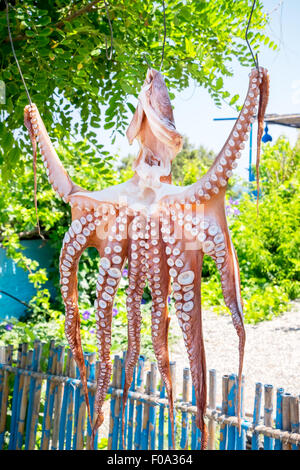 Séchage de poulpes Banque D'Images