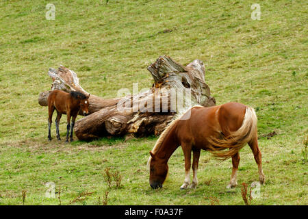 Les chevaux, une Jument et poulain paissant dans un champ avec un tronc d'arbre tombé au milieu. La mare est marron avec une crinière et queue flaxen Banque D'Images