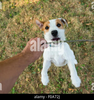 Parson Russell Terrier puppy, mordre et le saut d'un stick, tan rough enduits, à l'extérieur dans le parc tout en jouant Banque D'Images