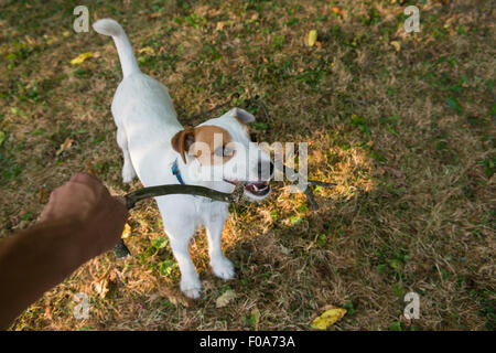 Parson Russell Terrier puppy, mordre et le saut d'un stick, tan rough enduits, à l'extérieur dans le parc tout en jouant Banque D'Images