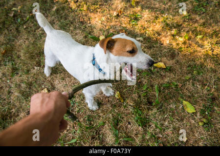 Parson Russell Terrier puppy, mordre et le saut d'un stick, tan rough enduits, à l'extérieur dans le parc tout en jouant Banque D'Images