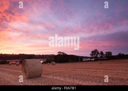 Un ciel avant l'aube jette une lueur rose sur un champ de balles récoltées à côté du réservoir de Ravensthorpe dans le Northamptonshire, Angleterre Banque D'Images