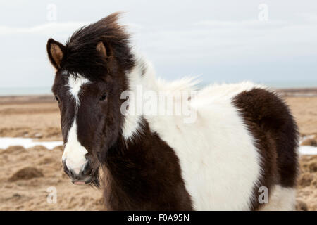 Portrait d'un cheval noir et blanc sur une prairie au printemps Banque D'Images