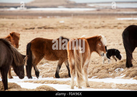 Chevaux Islandais sur une prairie au printemps Banque D'Images