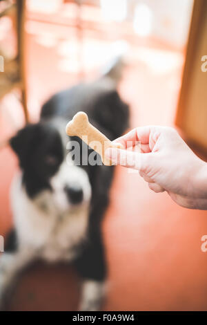 Mans hand holding dog biscuit en face de chien Banque D'Images