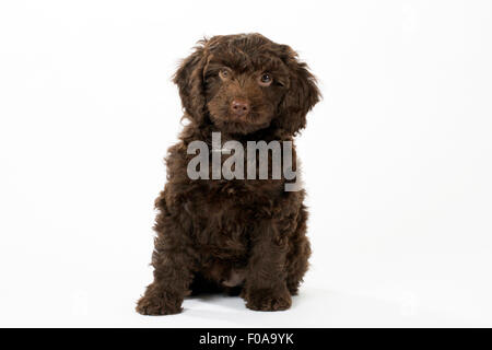 PUPPY DOG SPROODLE Banque D'Images