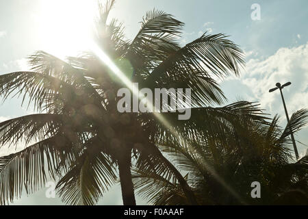 Palmiers et soleil, Rio de Janeiro, Brésil Banque D'Images