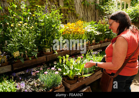 L'exploration d'une femme de décrochage des plantes pour la vente. Banque D'Images