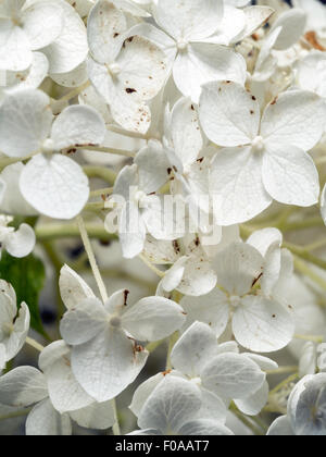 L'Hydrangea arborescens blanc gros plan de fleur d'Annabelle Banque D'Images