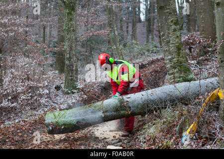 Le sciage de l'enregistreur en forêt arbre Banque D'Images