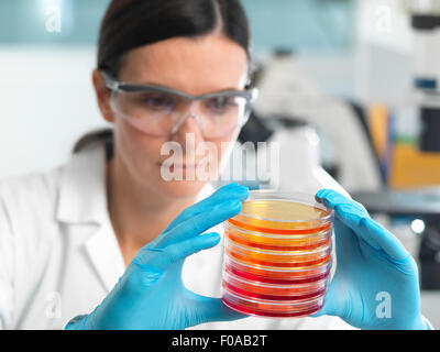 Scientist examining petri dans ensemble de laboratoires de microbiologie Banque D'Images