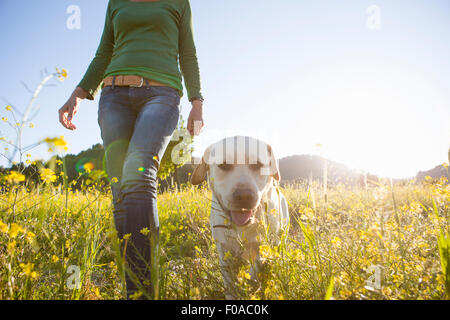 Low angle view of young woman walking in sunlit labrador retriever wildflower meadow Banque D'Images